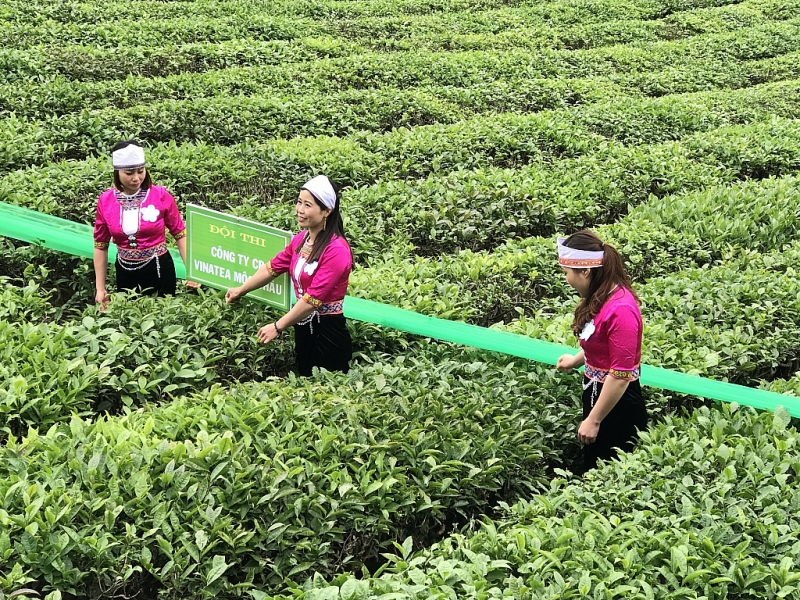 Exportations de 36 900 tonnes de thé en 4 mois